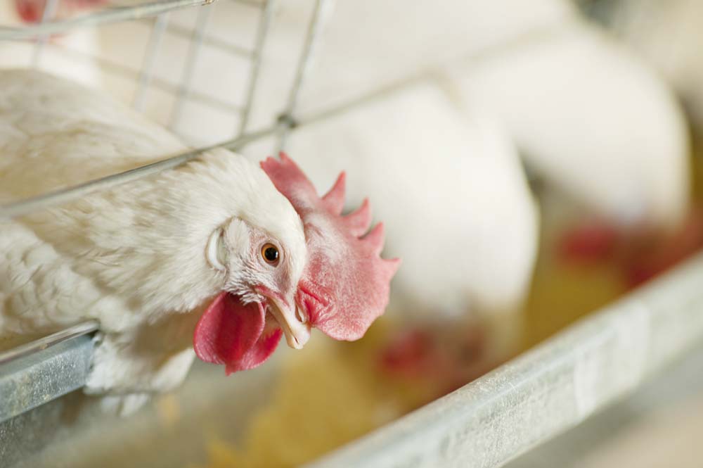 chicken-GettyImages-184316149 E.E.S. Inc. | chicken eating feed with other chickens blurred in the background